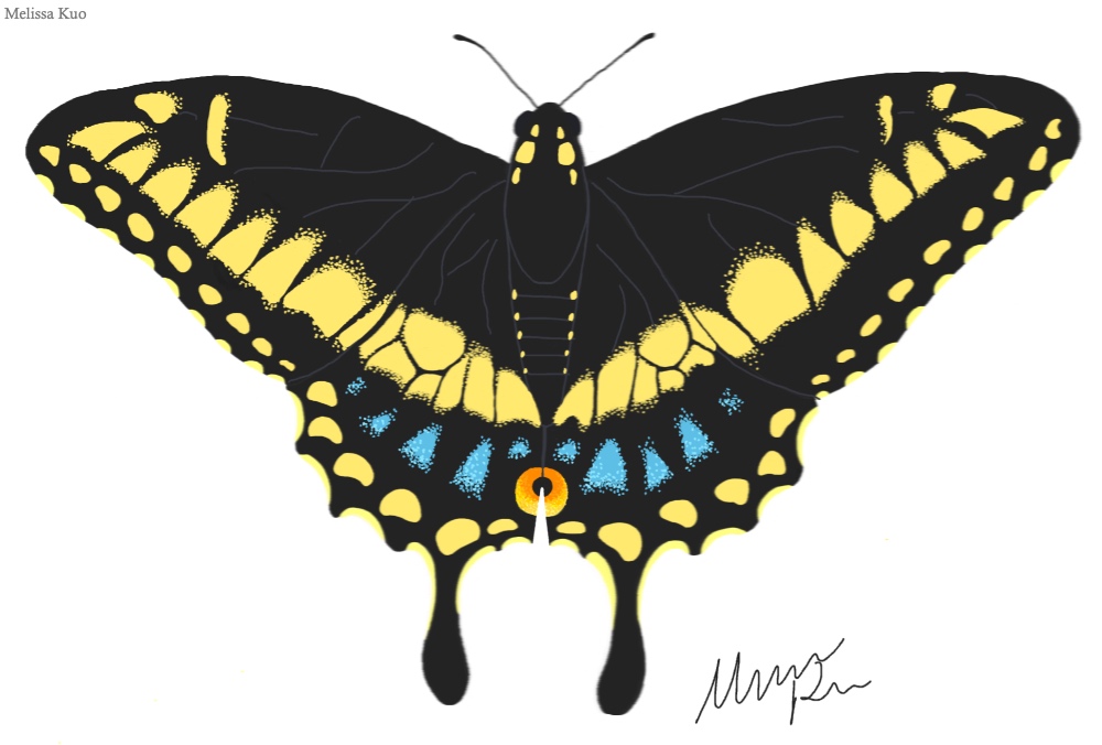 Papilio polyxenes