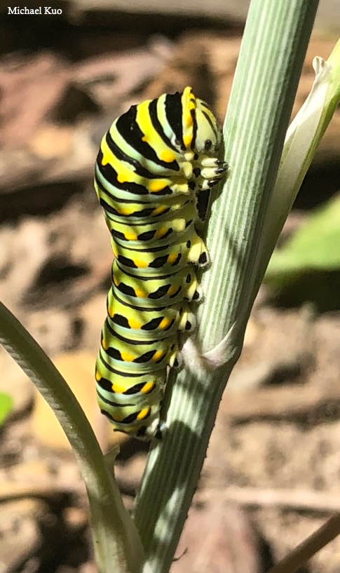 Papilio polyxenes