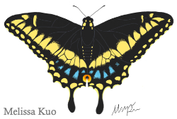 Papilio polyxenes, black swallowtail