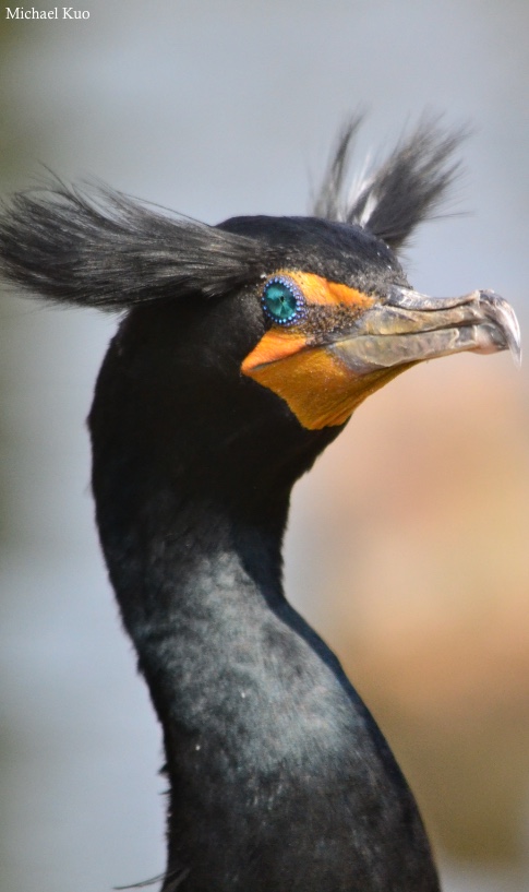 Phalacrocorax auritus