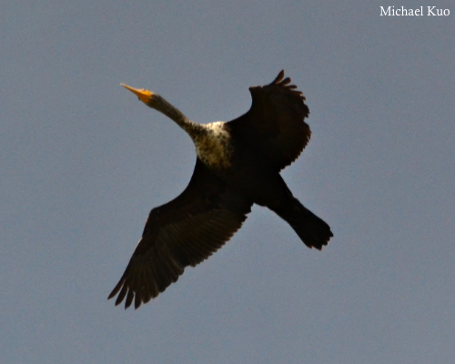 Phalacrocorax auritus