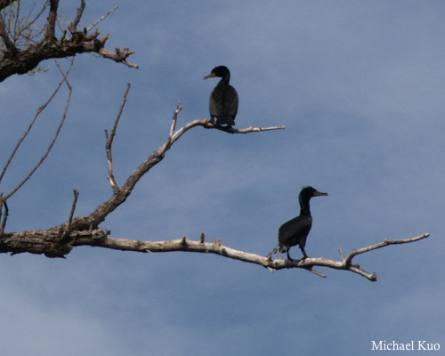 Phalacrocorax auritus