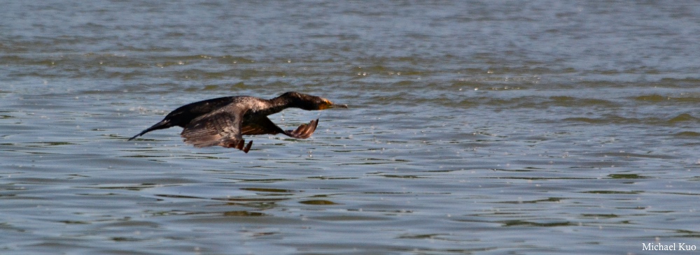 Phalacrocorax auritus