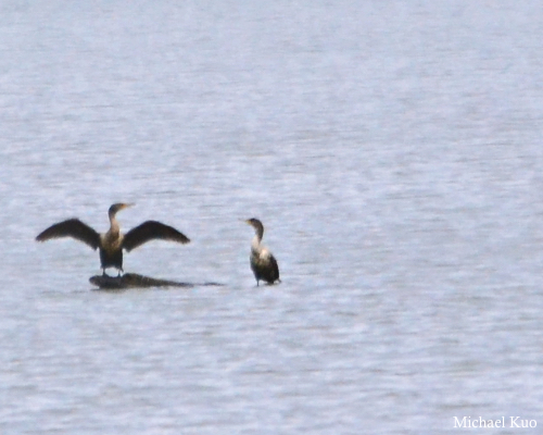 Phalacrocorax auritus