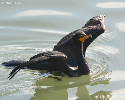 Phalacrocorax auritus