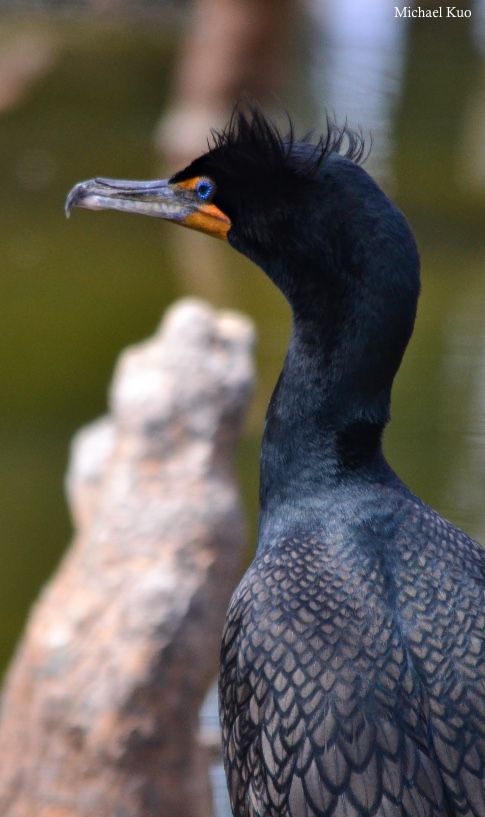 Phalacrocorax auritus