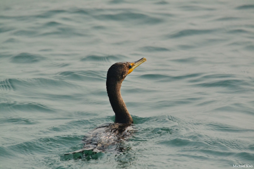 Phalacrocorax auritus