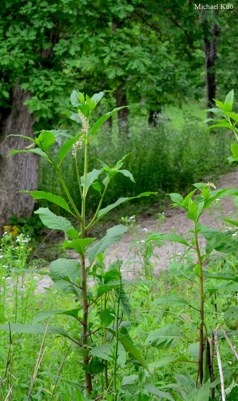 Phytolacca americana