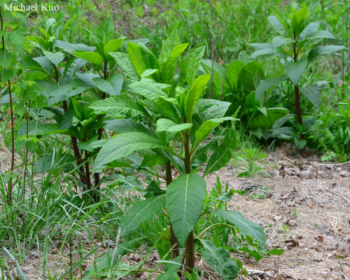 Phytolacca americana