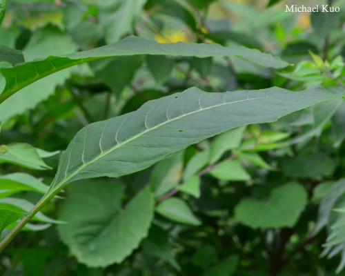 Phytolacca americana