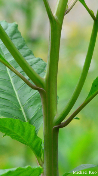 Phytolacca americana