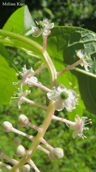 Phytolacca americana