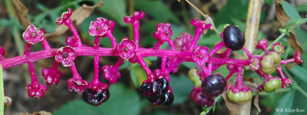 Phytolacca americana