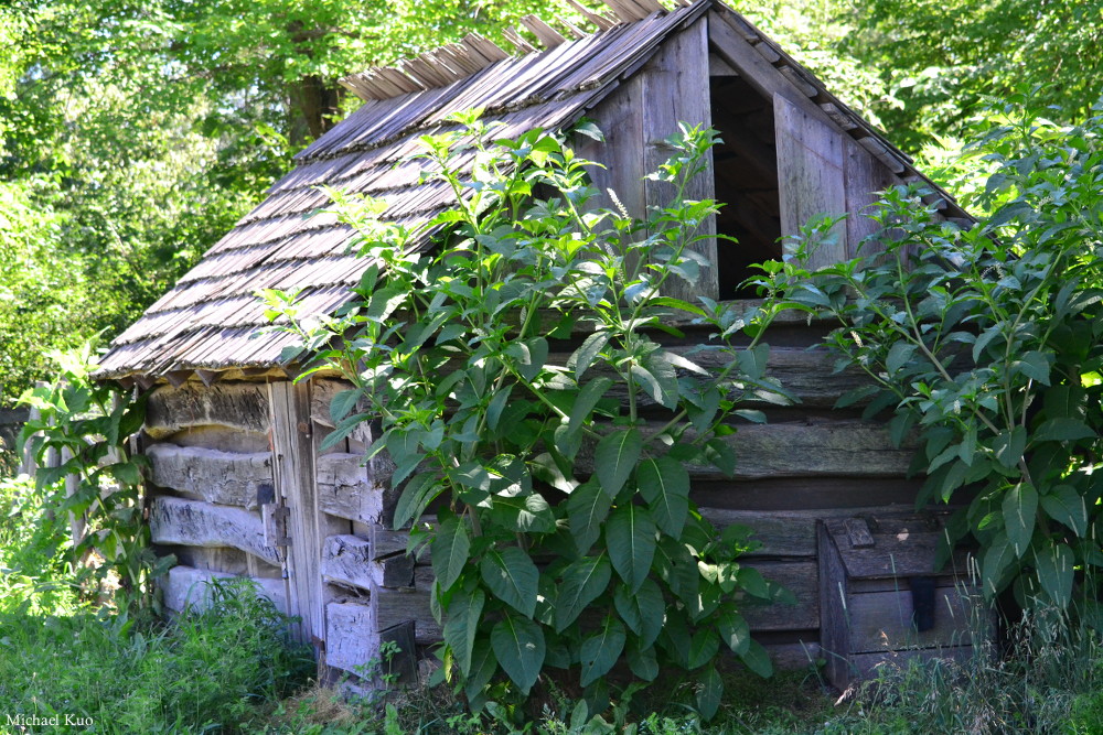 Phytolacca americana