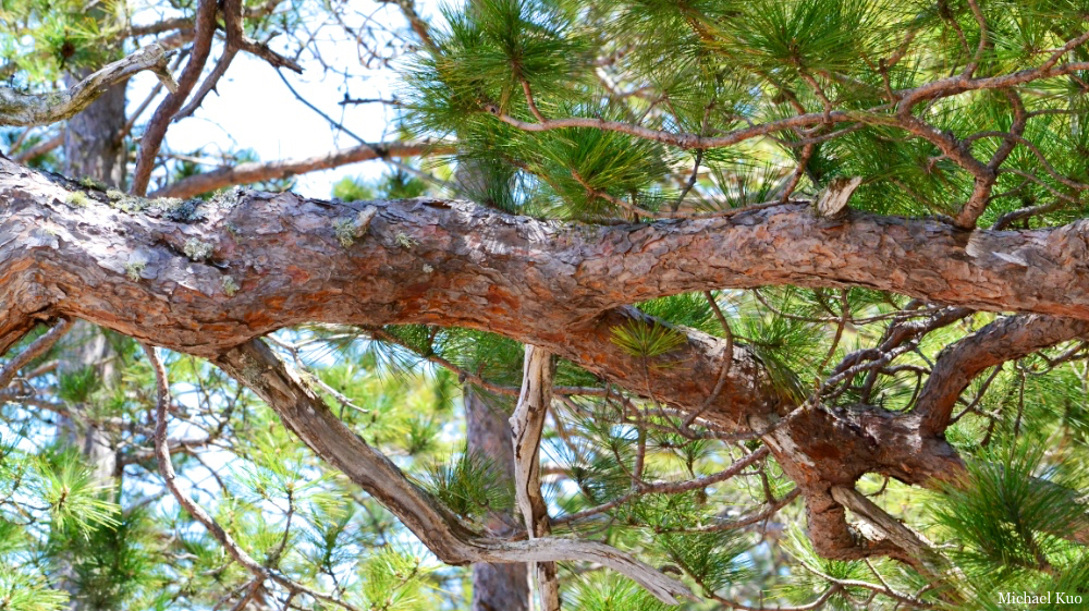 Pinus resinosa