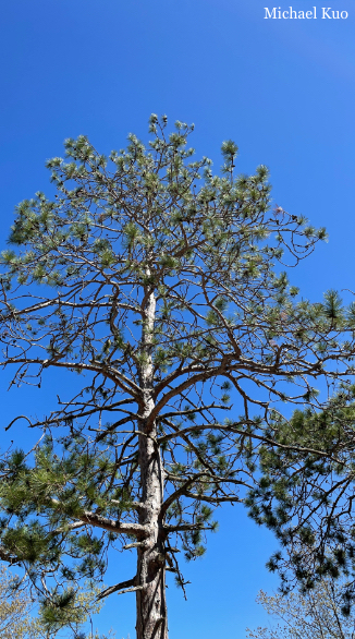 Pinus resinosa