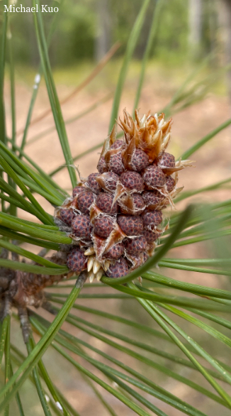 Pinus resinosa