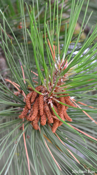 Pinus resinosa