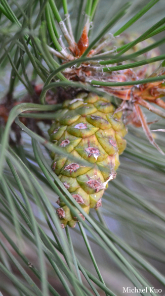 Pinus resinosa