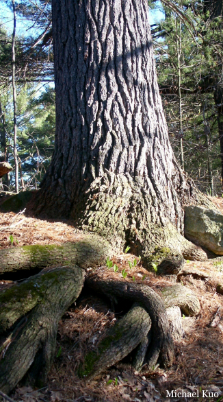 Pinus strobus