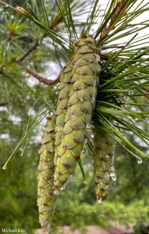 Pinus strobus