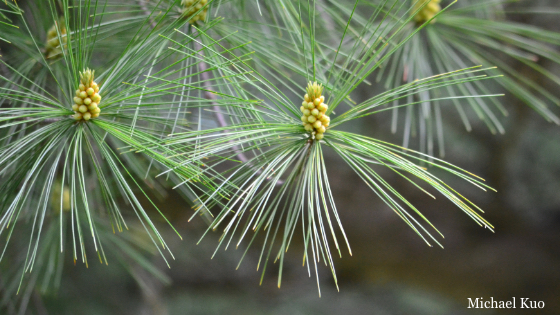 Pinus strobus