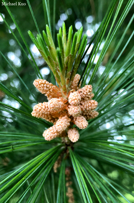 Pinus strobus