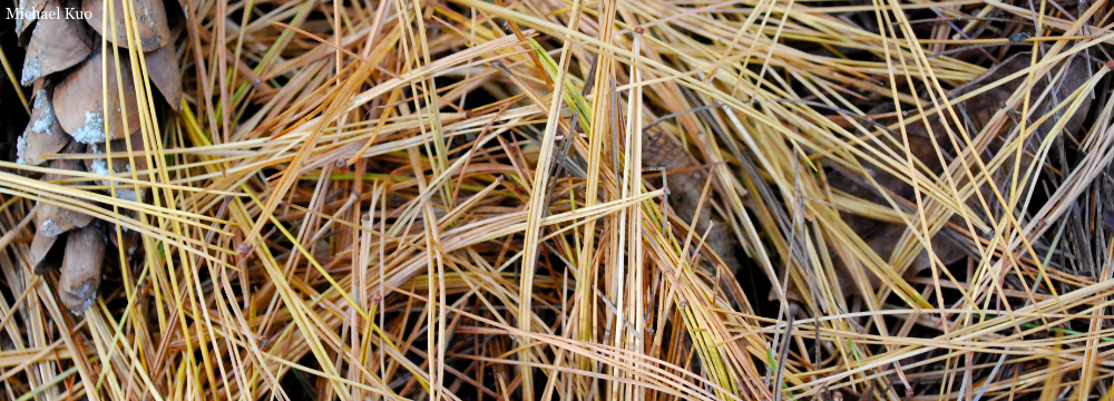 Pinus strobus