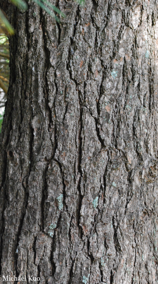 Pinus strobus