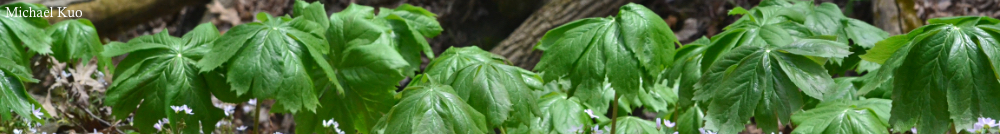 Podophyllum peltatum