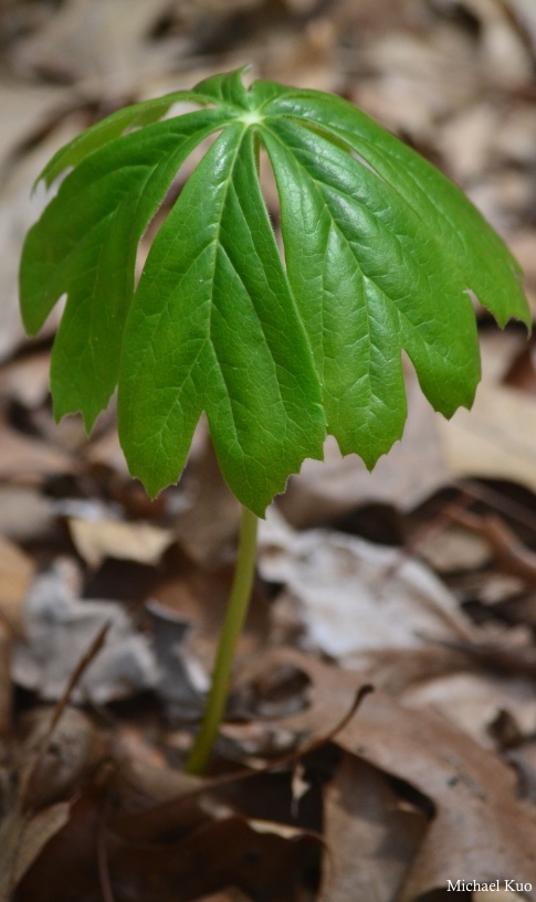 Podophyllum peltatum