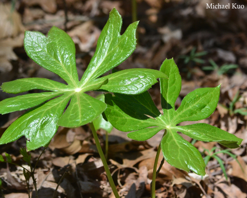 Podophyllum peltatum