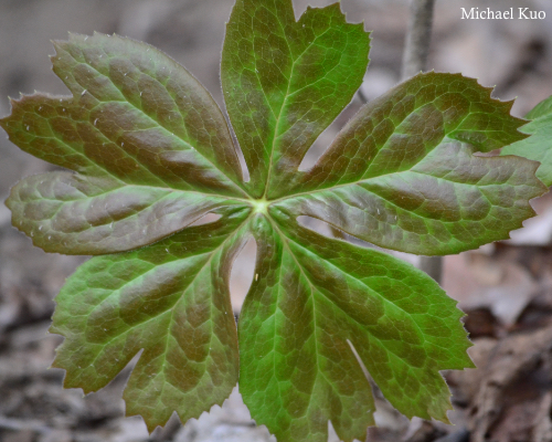 Podophyllum peltatum