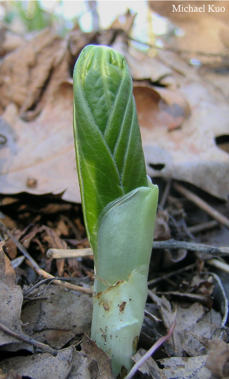 Podophyllum peltatum