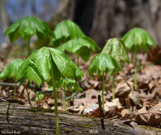 Podophyllum peltatum