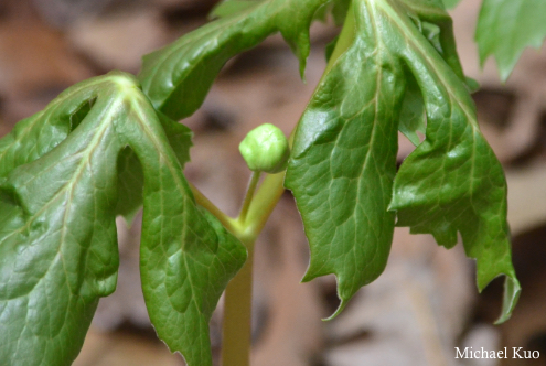 Podophyllum peltatum