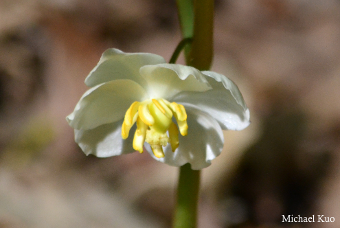 Podophyllum peltatum