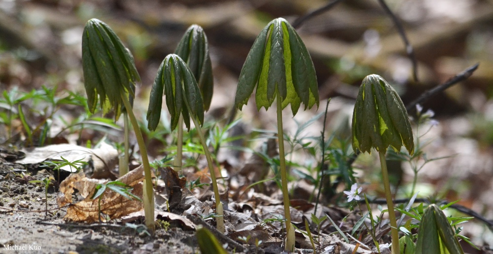 Podophyllum peltatum