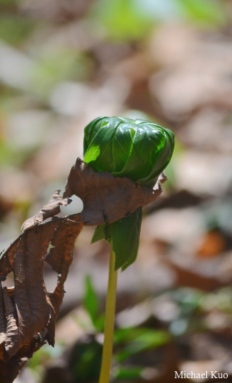 Podophyllum peltatum