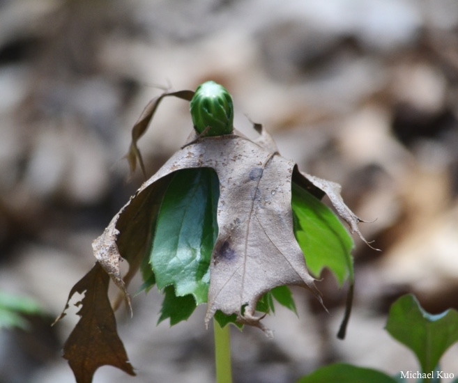 Podophyllum peltatum