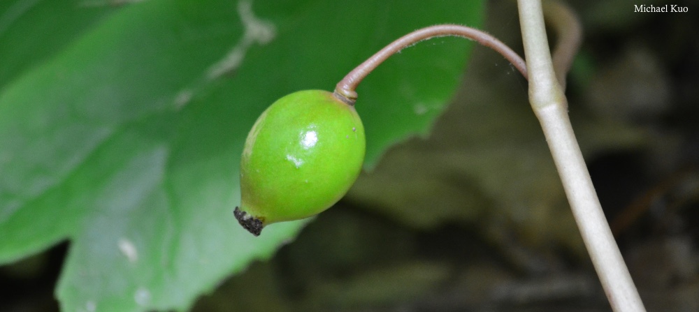 Podophyllum peltatum