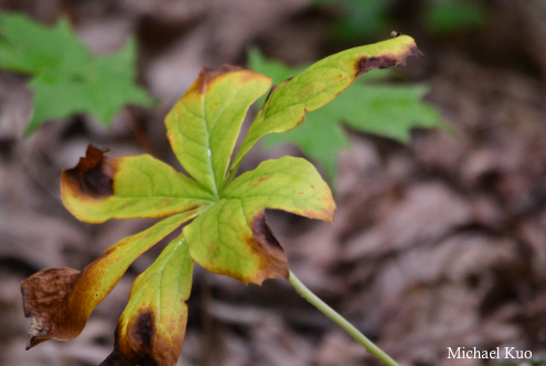 Podophyllum peltatum