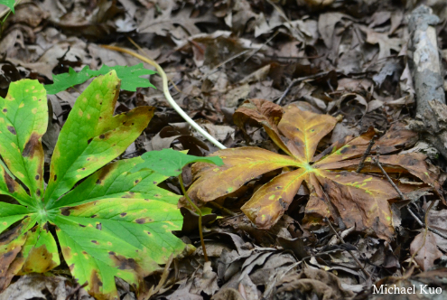 Podophyllum peltatum