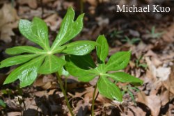 Podophyllum peltatum, mayapple