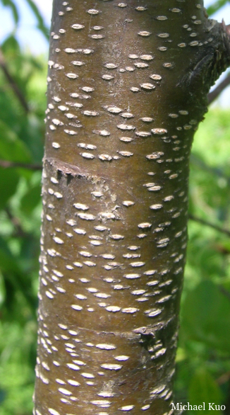 Prunus serotina