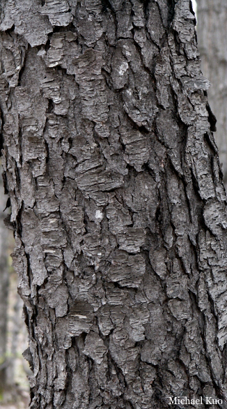 Prunus serotina