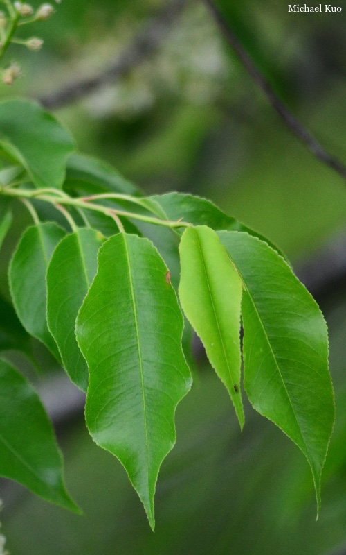 Prunus serotina