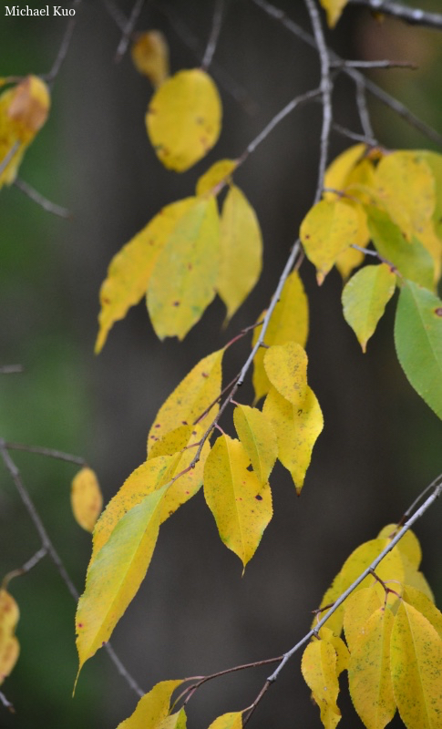 Prunus serotina