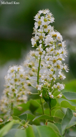 Prunus serotina