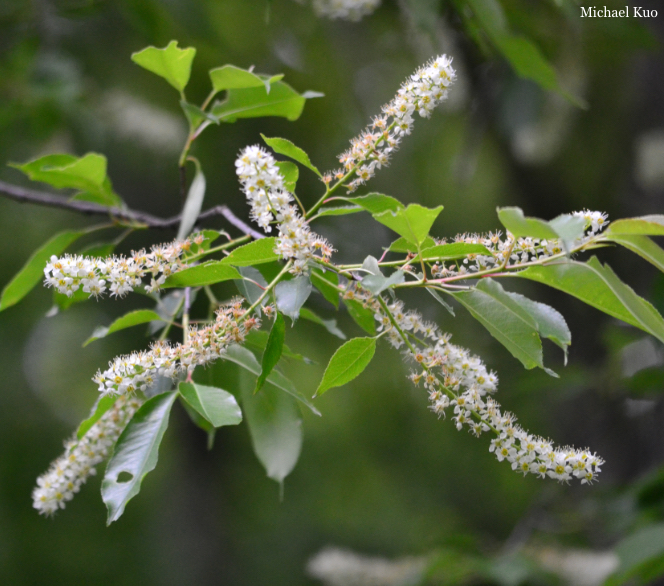 Prunus serotina